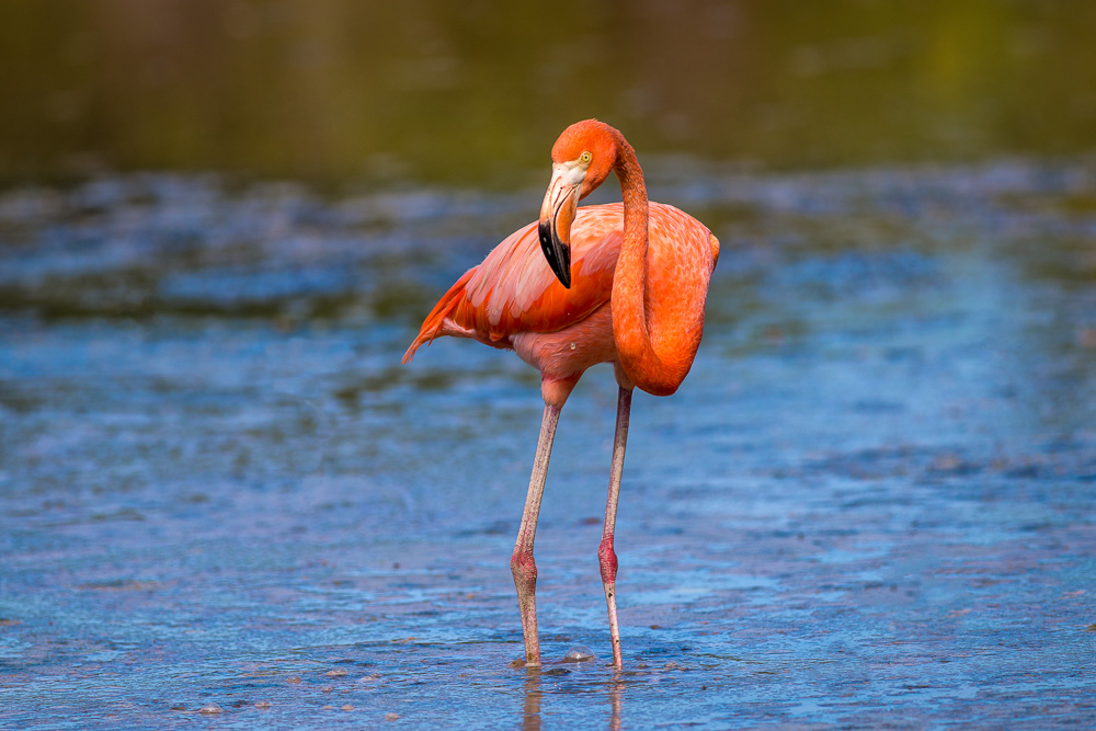 Flamingo in Celestun