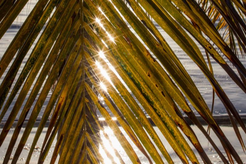 2bfree Copyright Mark Wistuba