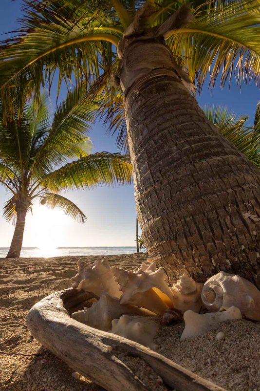 2bfree Copyright Mark Wistuba