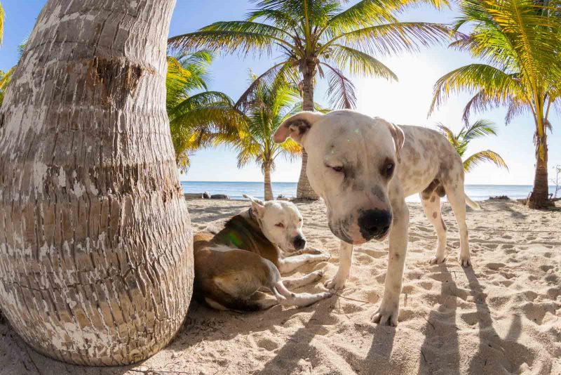 2bfree Copyright Mark Wistuba