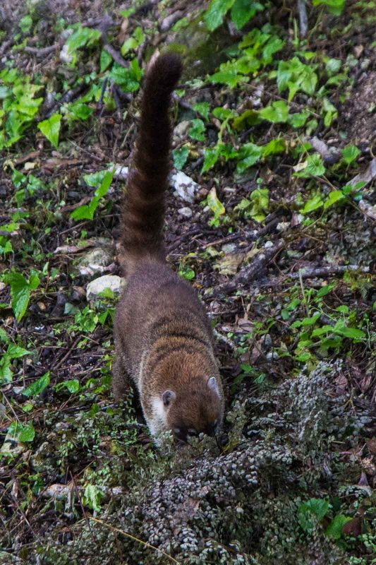 Auf der Suche nach Fressen