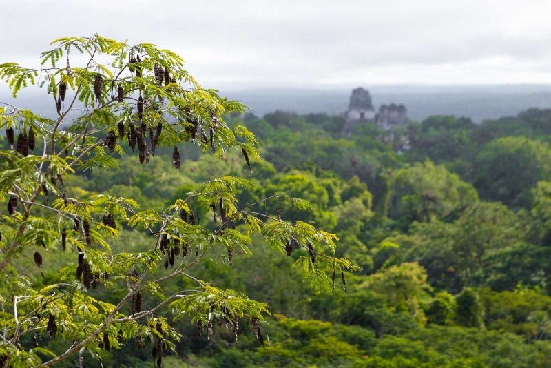 Dschungel von Tikal