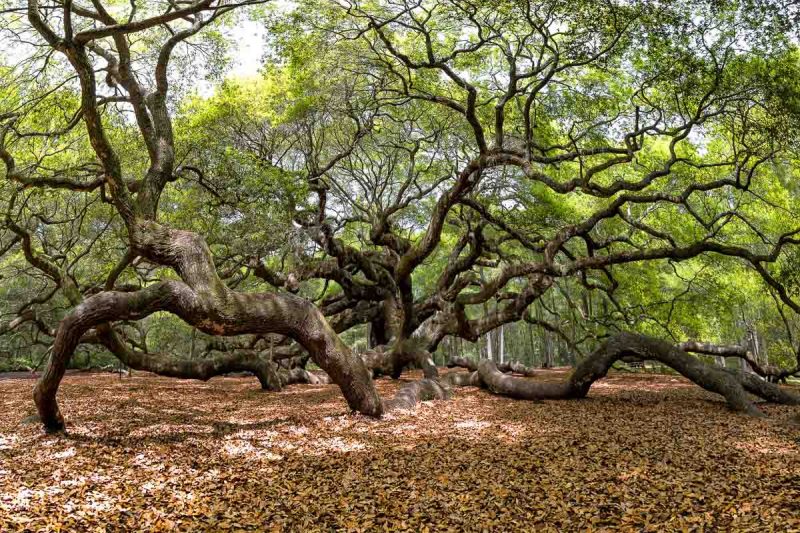 Angel Oak