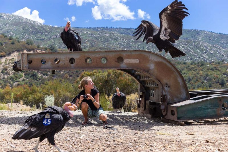 Kalifornischer Kondor im Parque Nacional Sierra de San Pedro Mártir